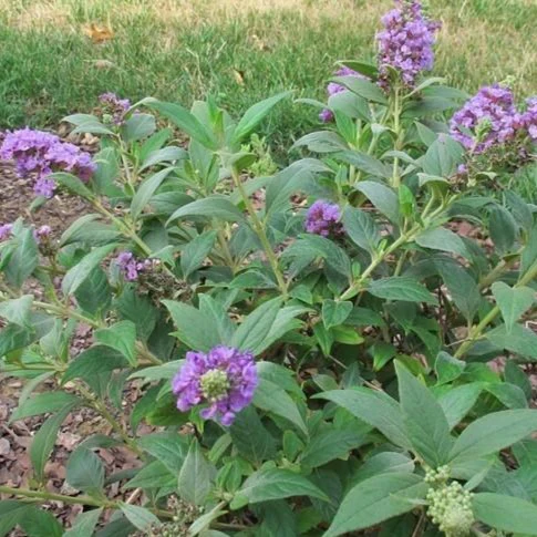 Lilac Chip Butterfly Bush - Image 5