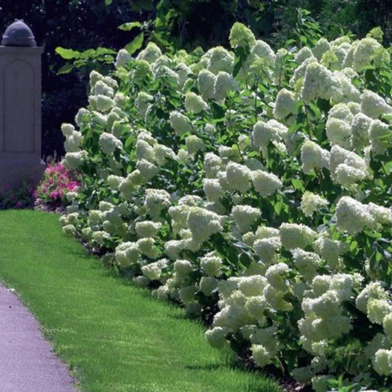 Limelight Hydrangea