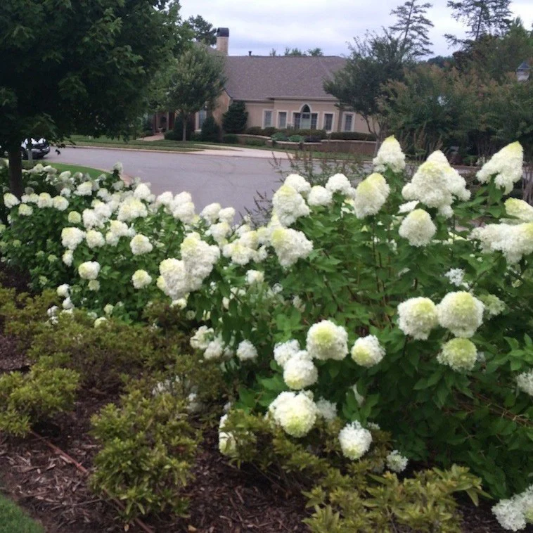 Limelight Hydrangea - Image 2