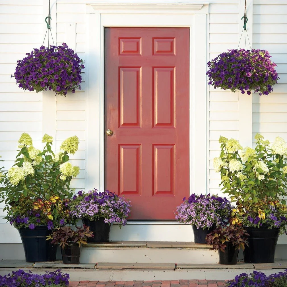 Limelight Hydrangea - Image 4