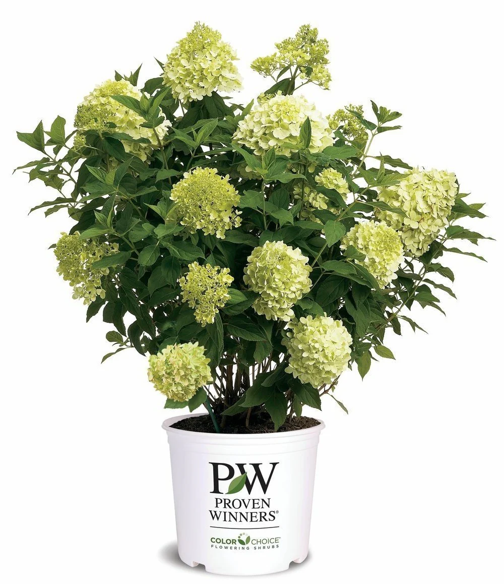 Limelight Hydrangea - Image 5