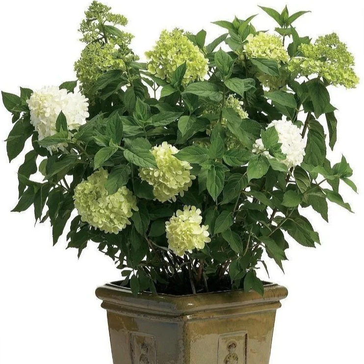 Limelight Hydrangea - Image 6