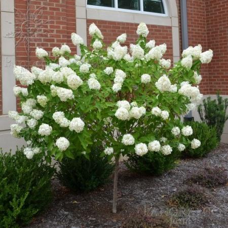 Limelight Hardy Hydrangea Tree - Image 2