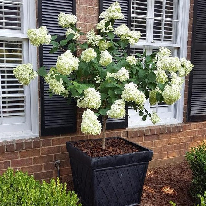Limelight Hardy Hydrangea Tree - Image 3