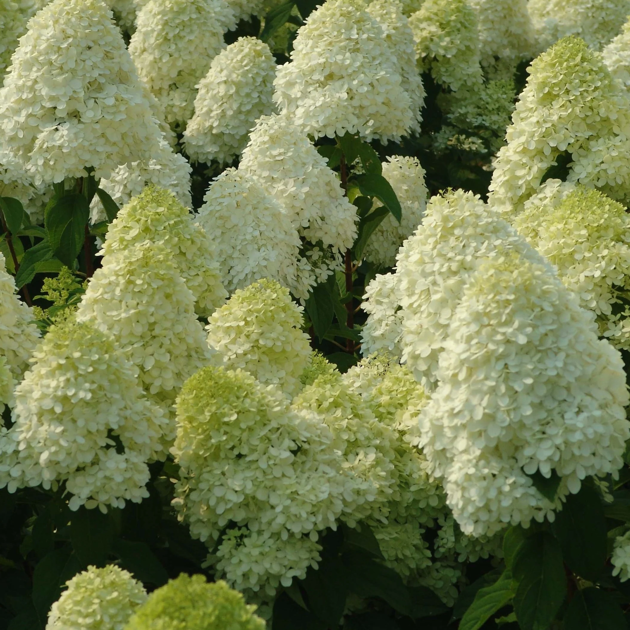 Limelight Hardy Hydrangea Tree - Image 4
