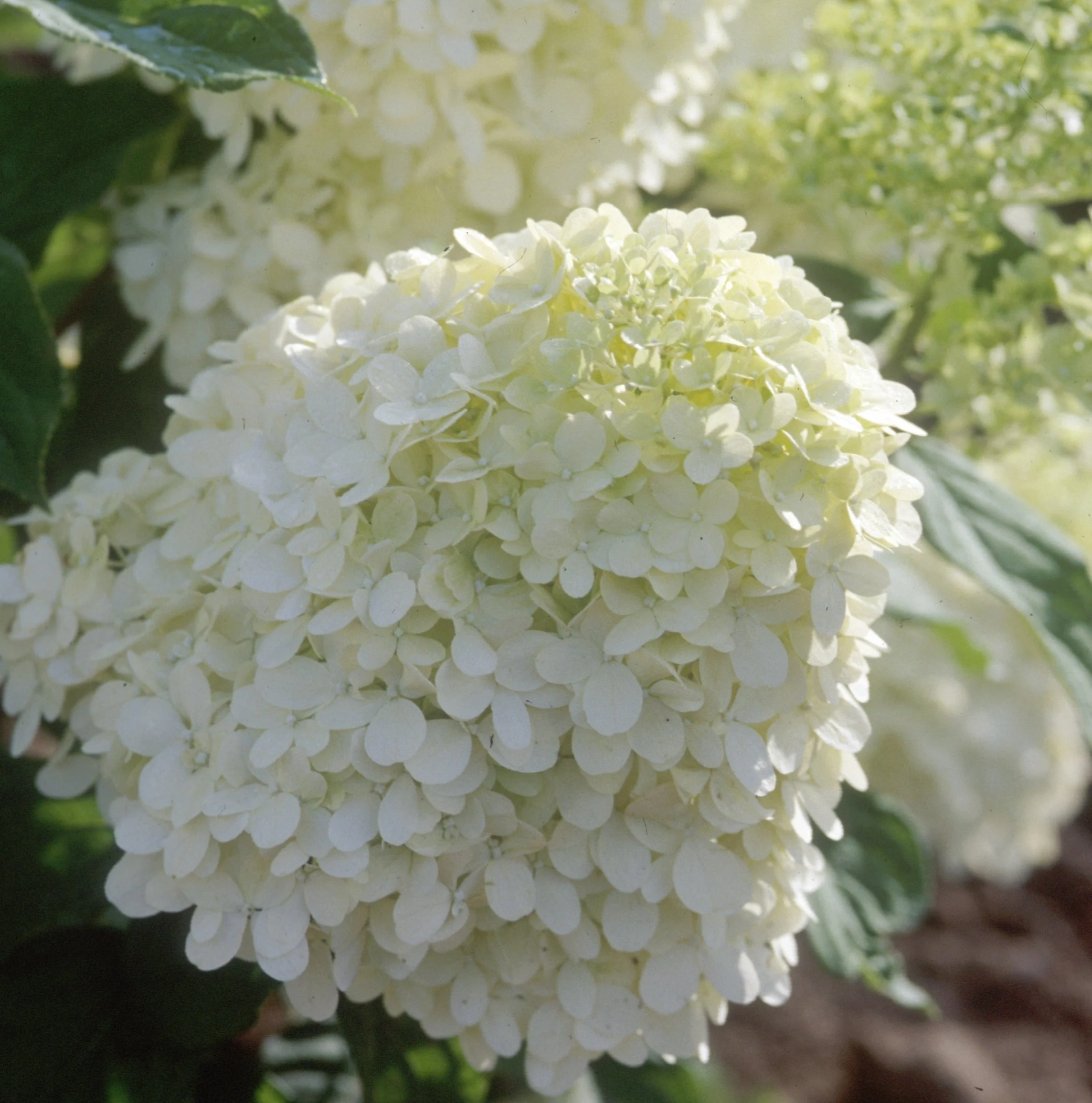 Limelight Hardy Hydrangea Tree - Image 5