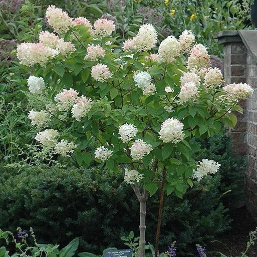 Limelight Hardy Hydrangea Tree - Image 6
