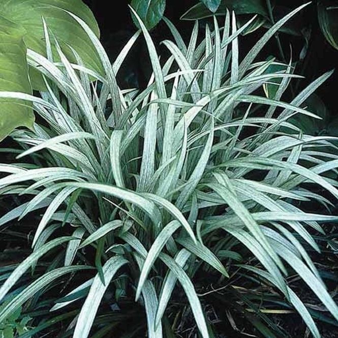 Liriope Muscari Okina - Image 2