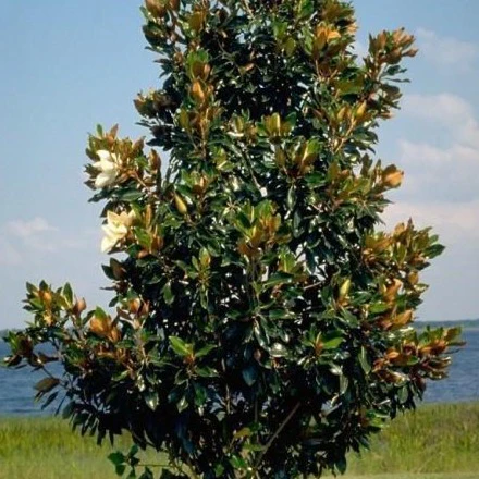 Little Gem Magnolia - Image 3
