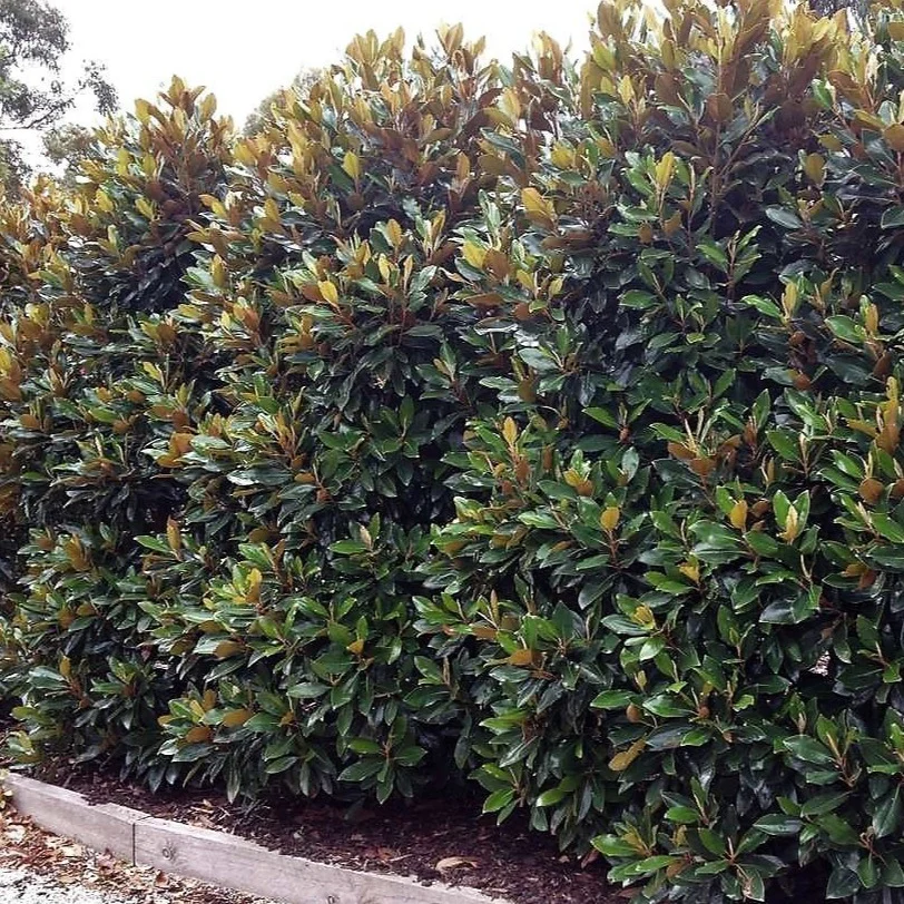 Little Gem Magnolia - Image 4