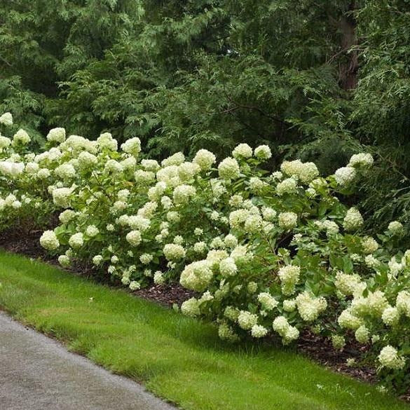 Little Lime® Hydrangea
