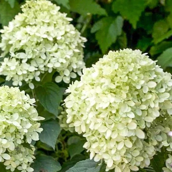 Little Lime® Hydrangea - Image 2