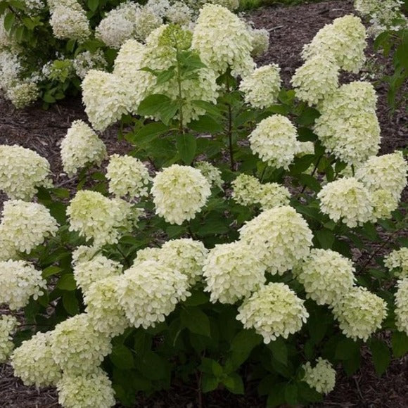 Little Lime® Hydrangea - Image 3