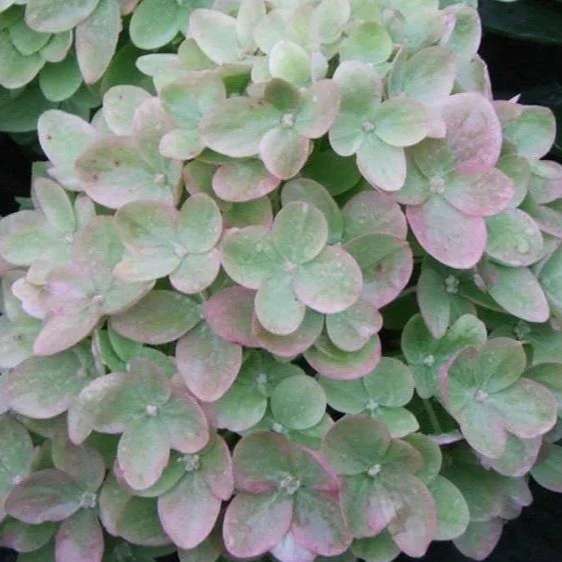 Little Lime® Hydrangea - Image 4