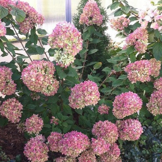 Little Lime® Hydrangea - Image 5