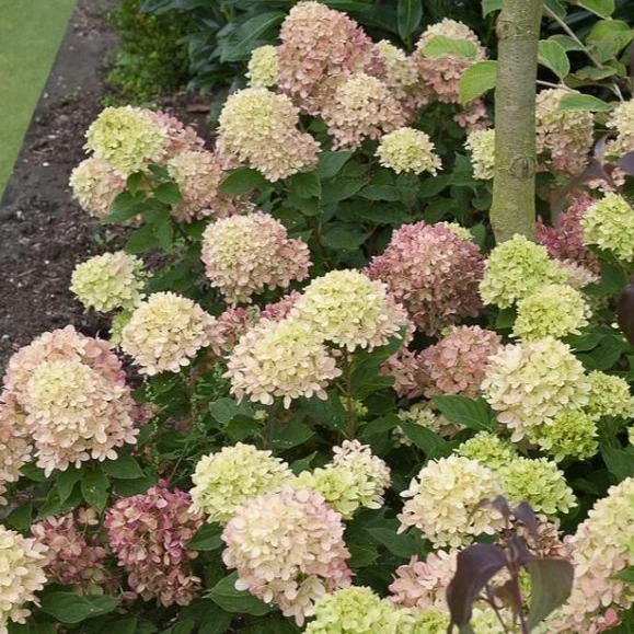 Little Lime® Hydrangea - Image 6