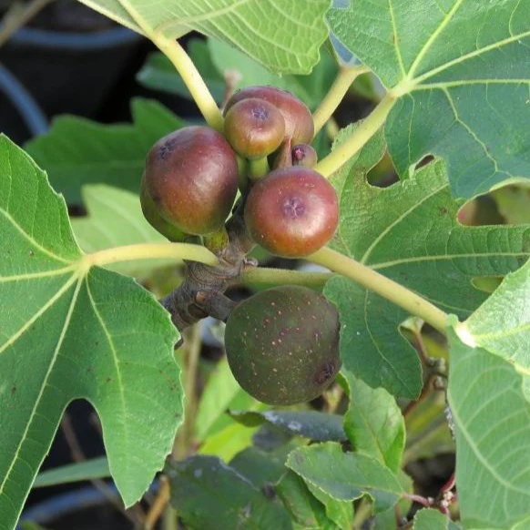 Little Miss Figgy Fig Tree - Image 3