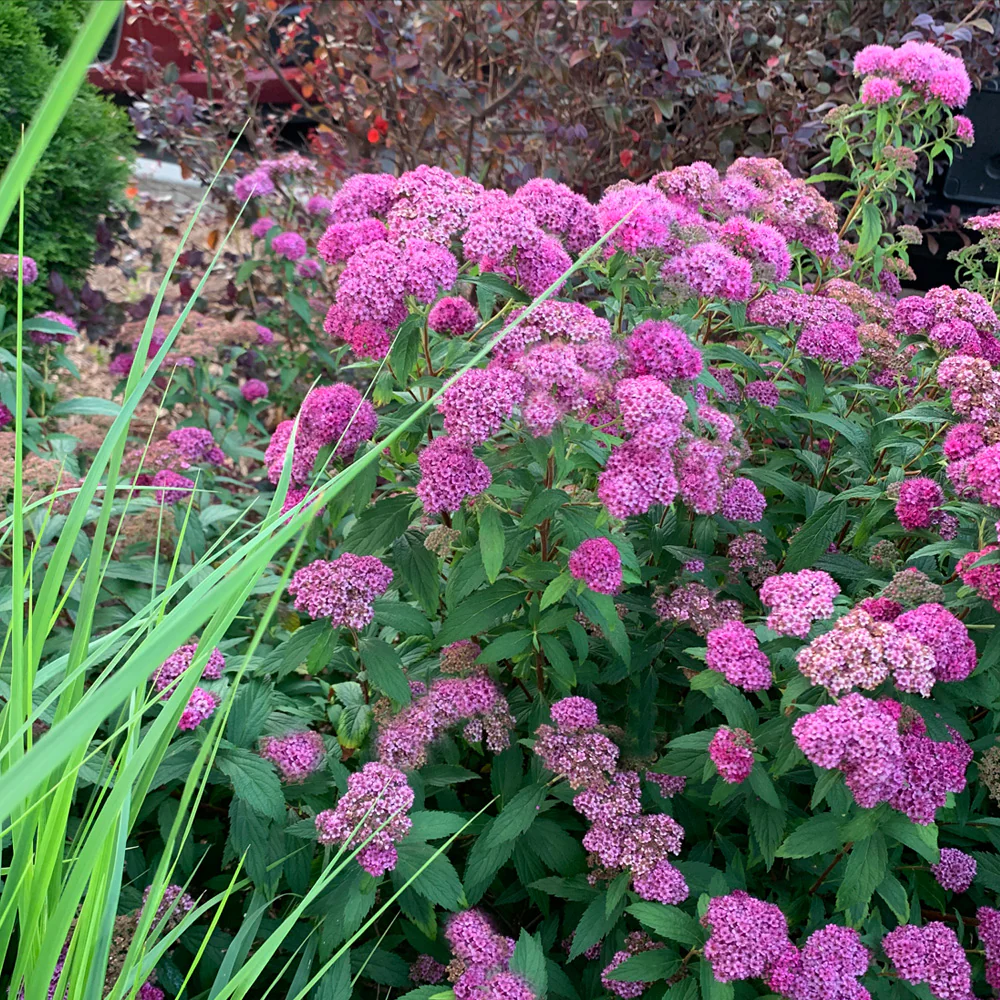 Little Princess Spirea - Image 2