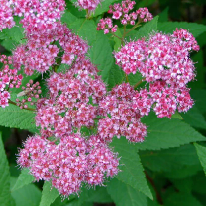 Little Princess Spirea - Image 3