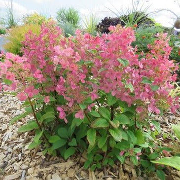 Little Quick Fire® Hydrangea