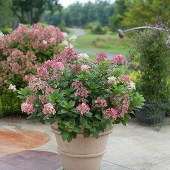 Little Quick Fire® Hydrangea - Image 2