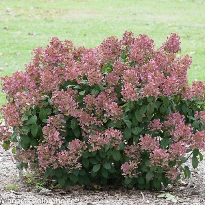Little Quick Fire® Hydrangea - Image 3