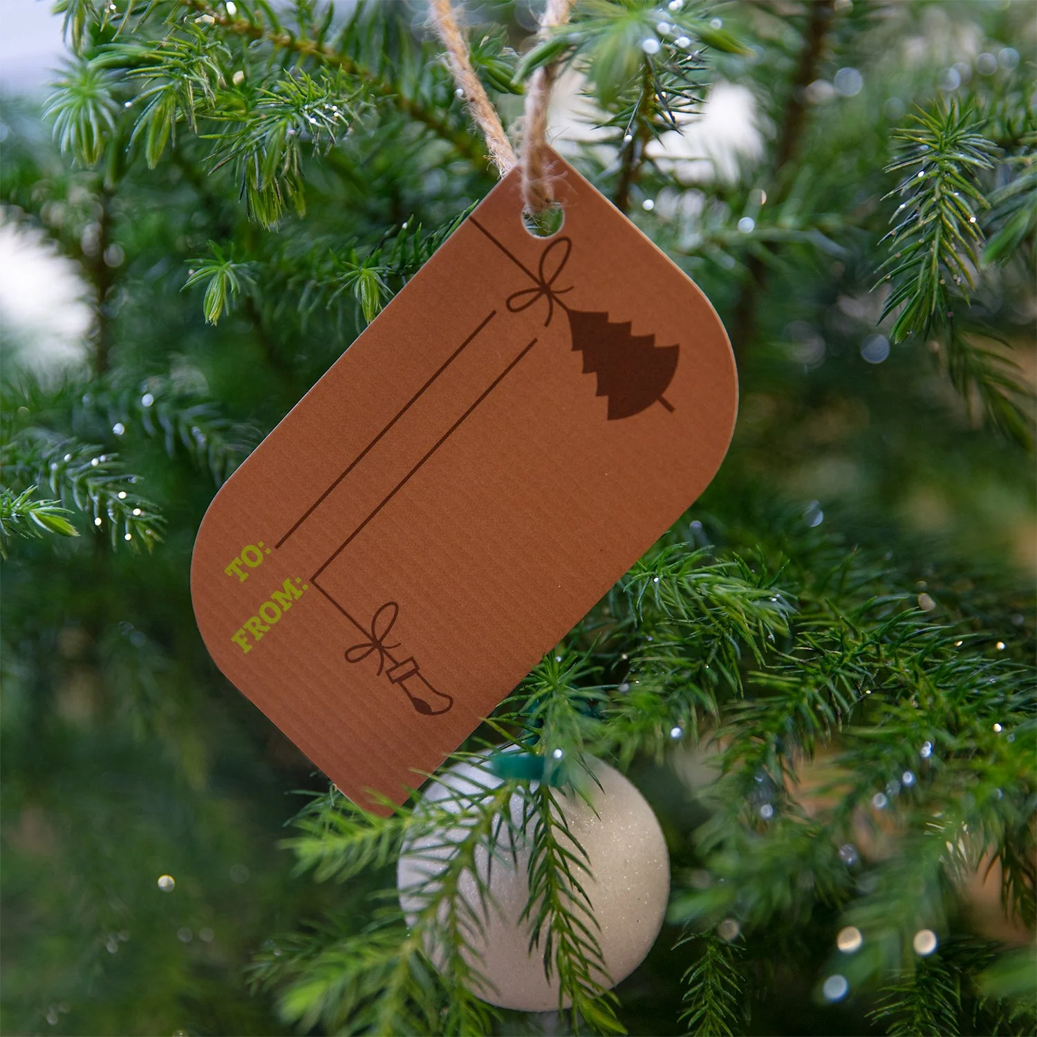Live Mini Christmas Tree - Image 3