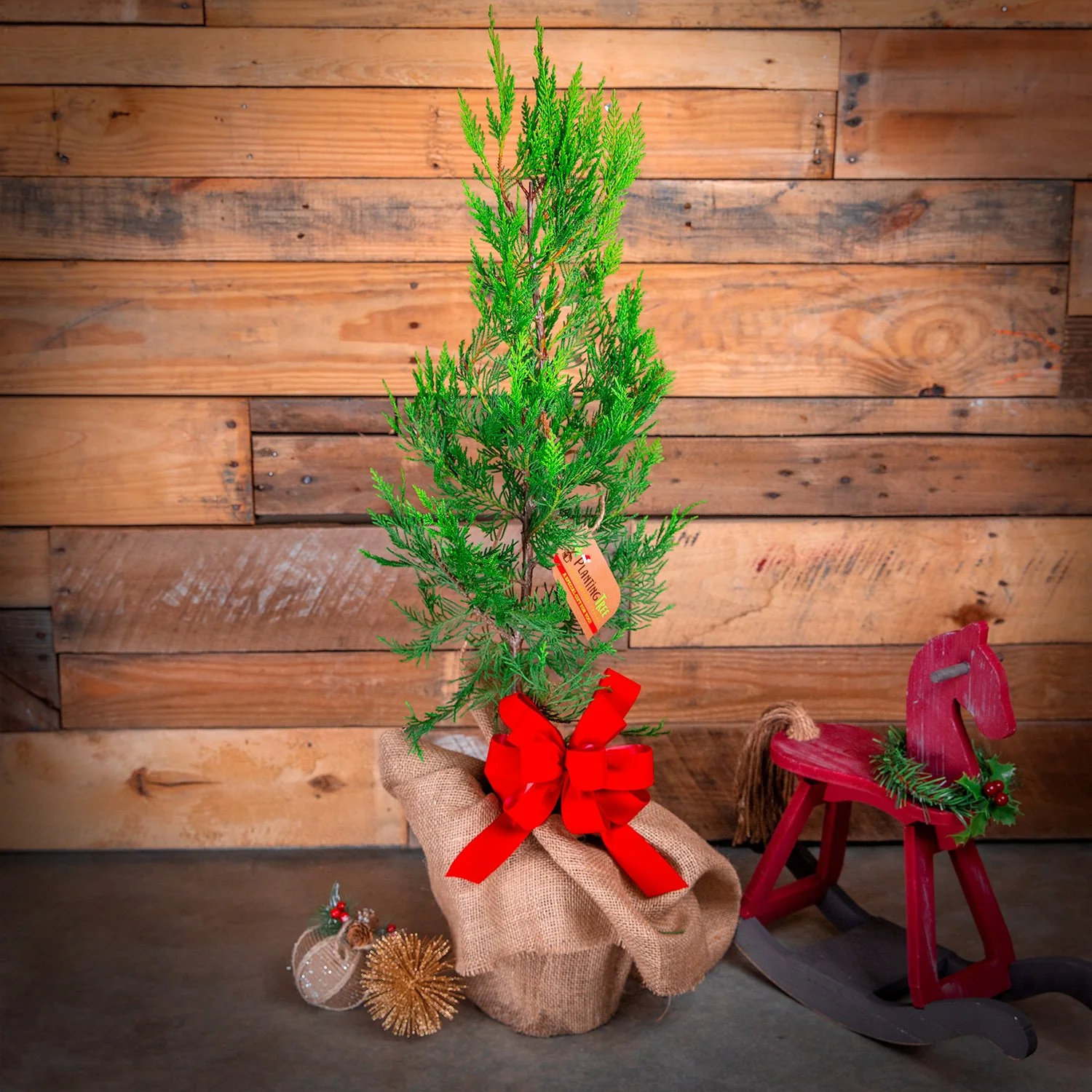 Live Potted Mini Christmas Trees - Leyland Cypress