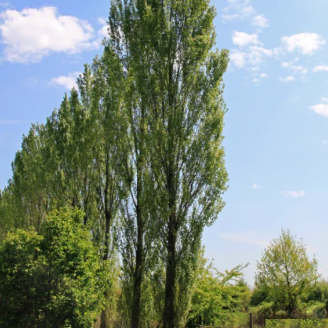 Lombardy Poplar - Image 3