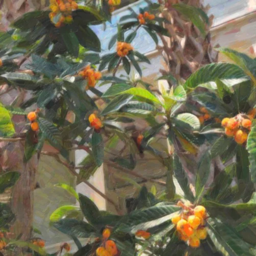 Loquat Tree - Image 3