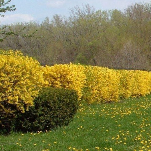 Lynwood Gold Forsythia - Image 3
