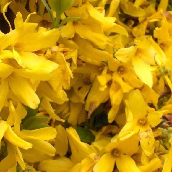 Lynwood Gold Forsythia - Image 4