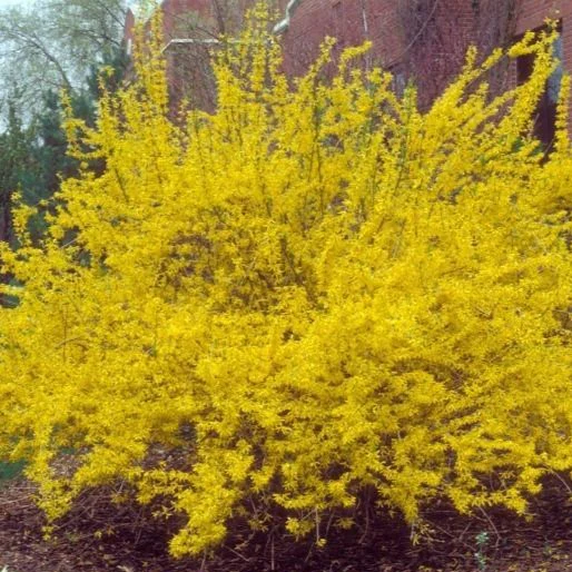 Lynwood Gold Forsythia - Image 5