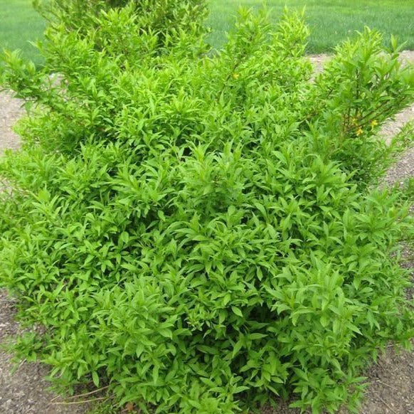Lynwood Gold Forsythia - Image 6