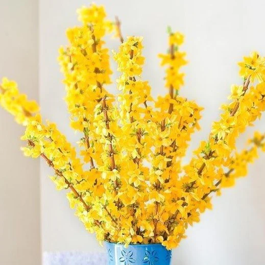 Lynwood Gold Forsythia - Image 7