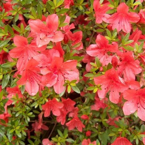 Orange Macrantha Azalea - Image 2