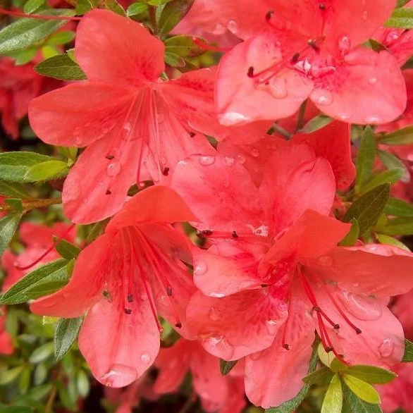 Orange Macrantha Azalea - Image 3