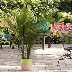 Majesty Palm - Image 3