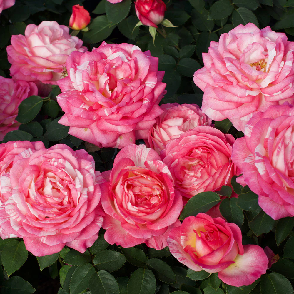 Marc Chagall™ Rose Tree - Image 2