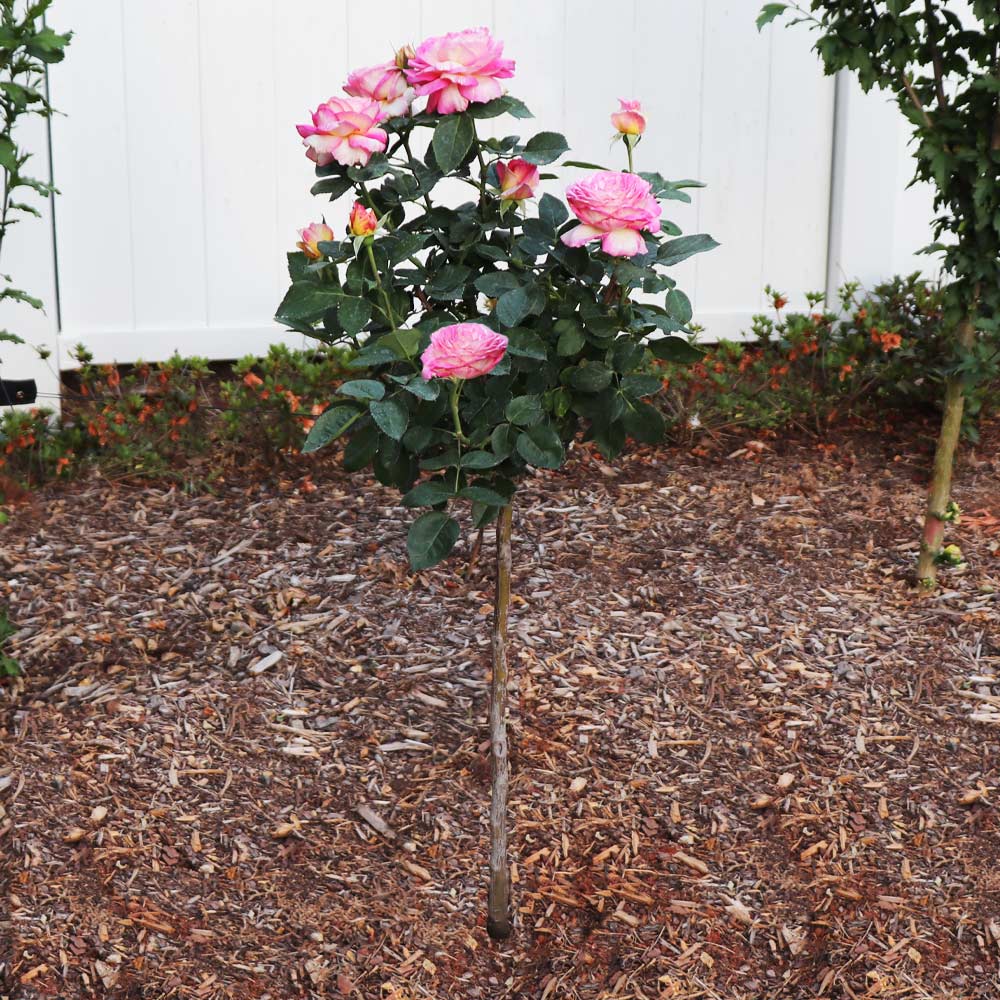 Marc Chagall™ Rose Tree - Image 3