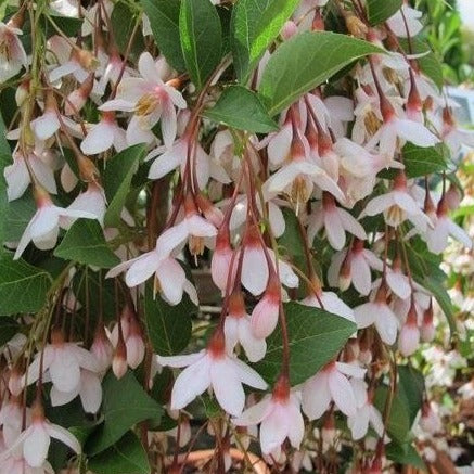 Marley's Pink Parasol Japanese Snowbell - Image 2