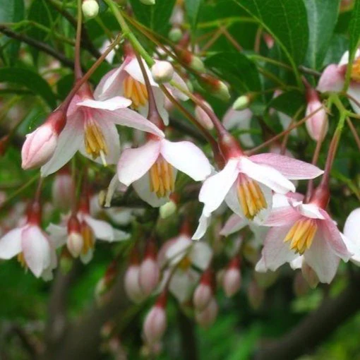 Marley's Pink Parasol Japanese Snowbell - Image 3