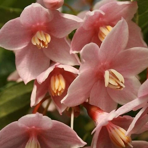 Marley's Pink Parasol Japanese Snowbell - Image 4