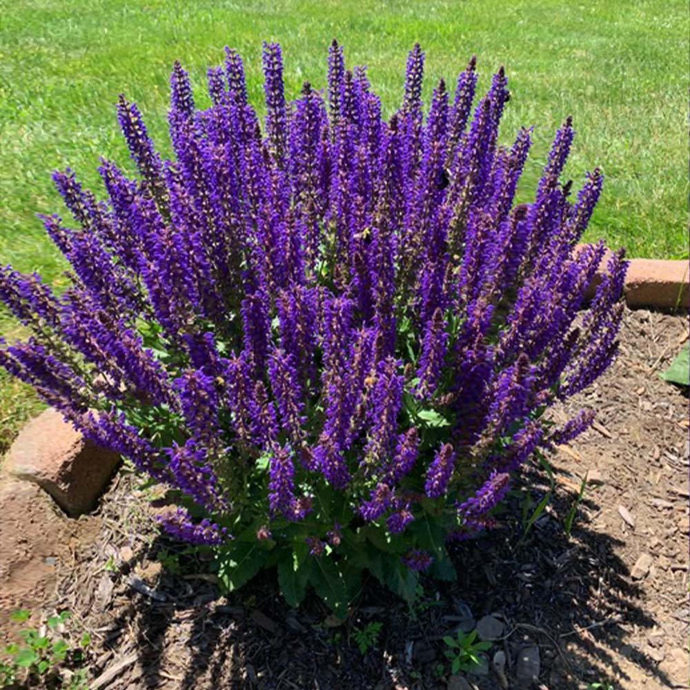 May Night Salvia