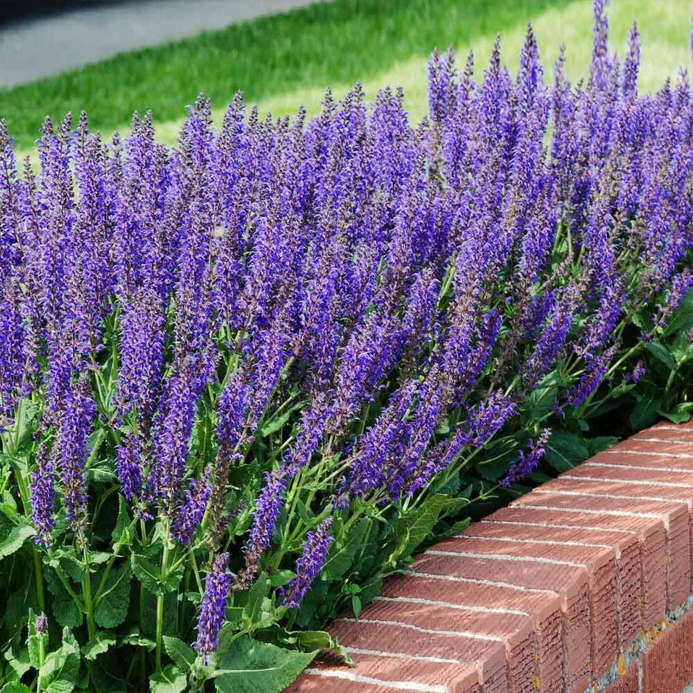 May Night Salvia - Image 2