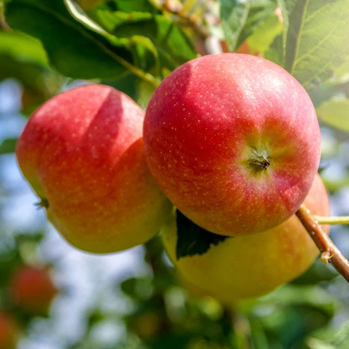 McIntosh Apple Tree - Image 3