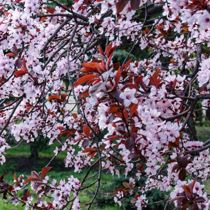 Methley Plum Tree - Image 3