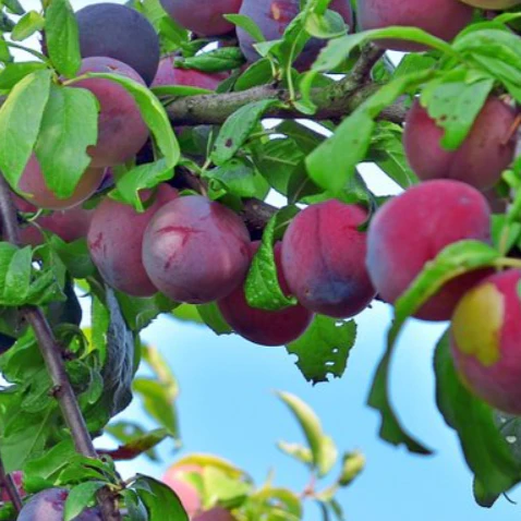 Methley Plum Tree - Image 4