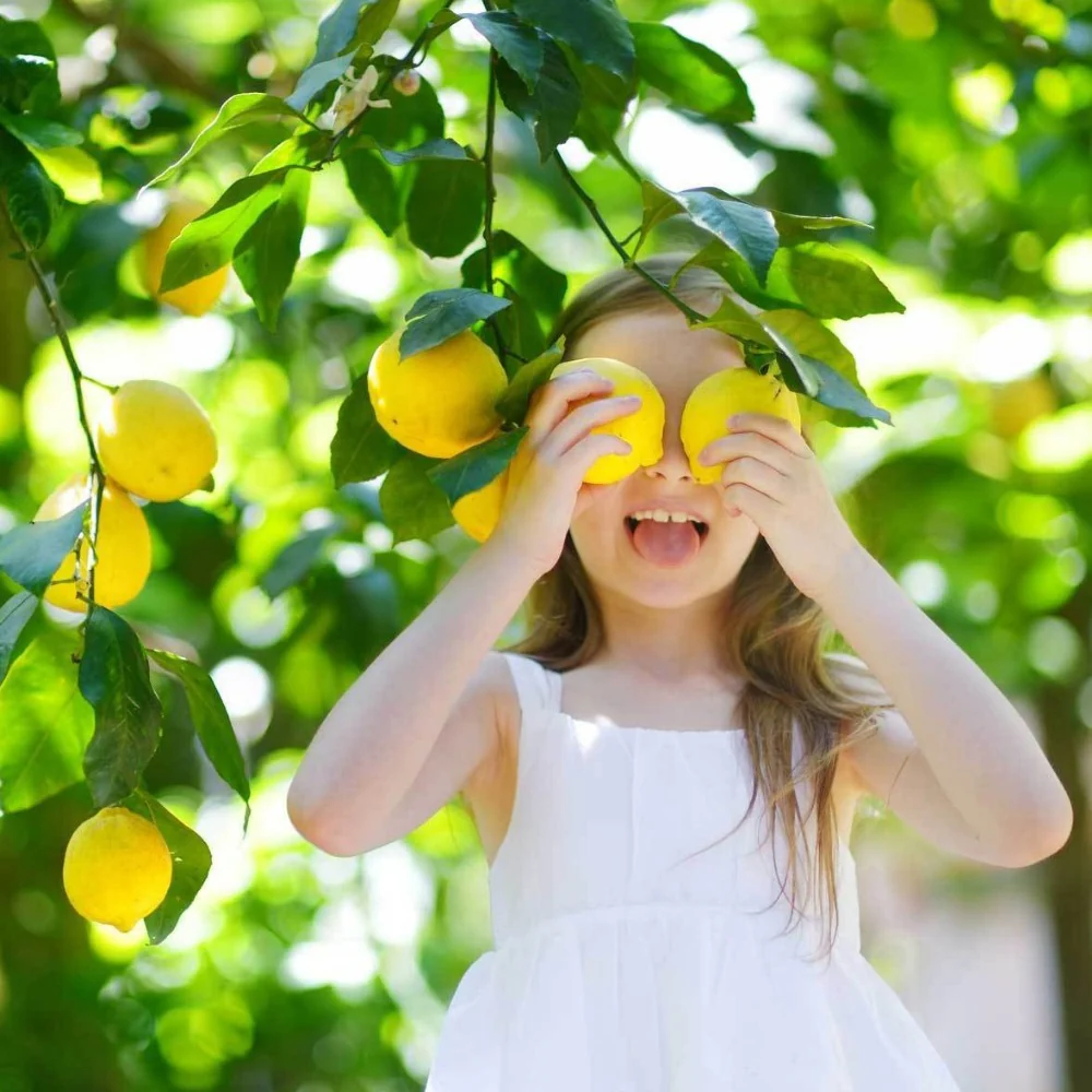 Meyer Lemon Tree - Image 3
