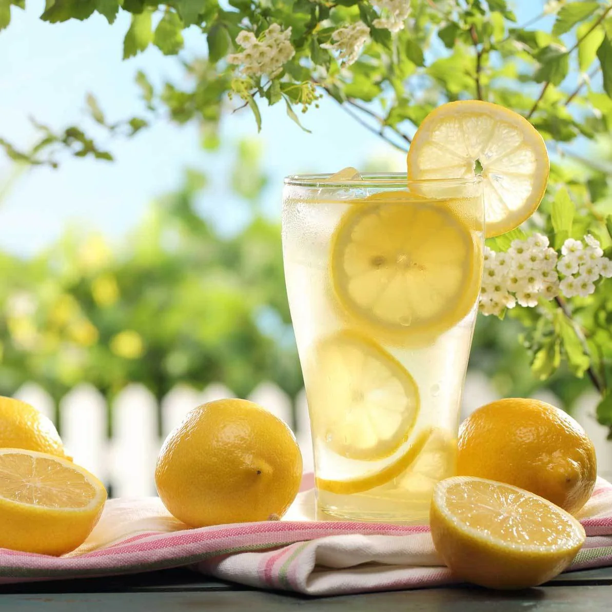 Meyer Lemon Tree - Image 4